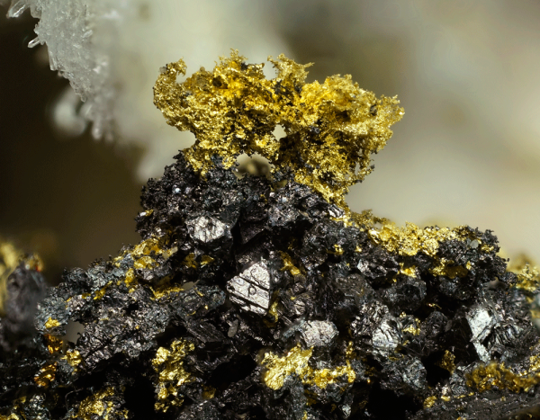 Oro (electrum) en altaíta. Colección de minerales de Filipinas.